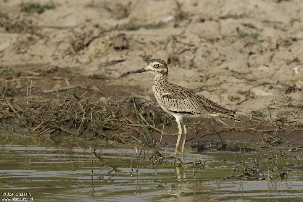 Oedicnème du Sénégal, identification