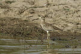 Senegal Thick-knee