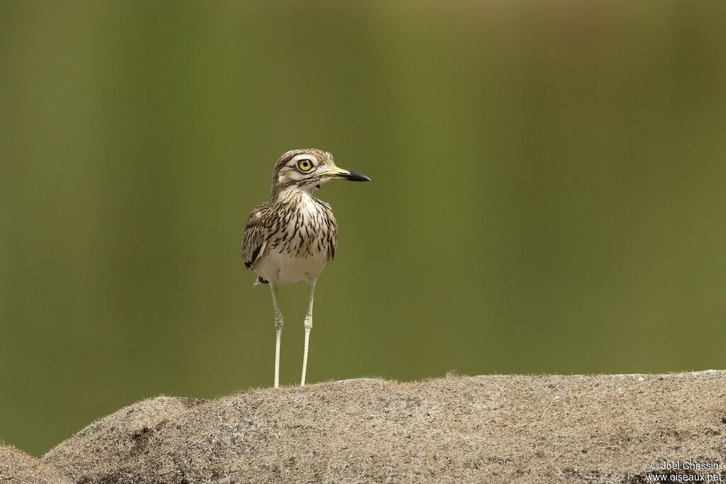 Oedicnème du Sénégal, identification