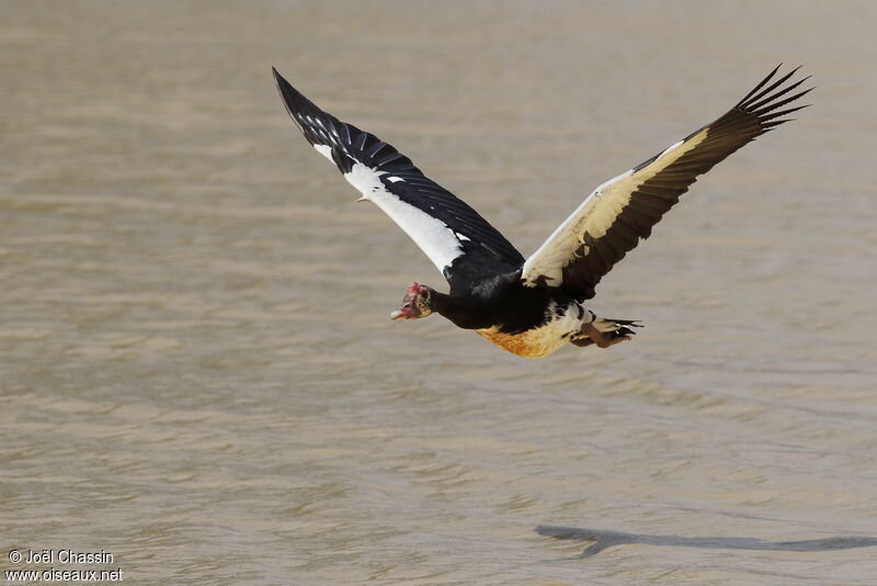 Spur-winged Goose, Flight