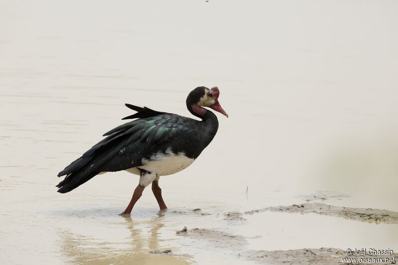 Spur-winged Goose, identification