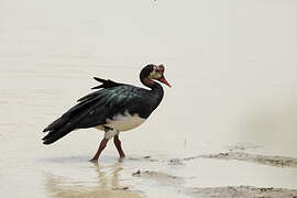 Spur-winged Goose