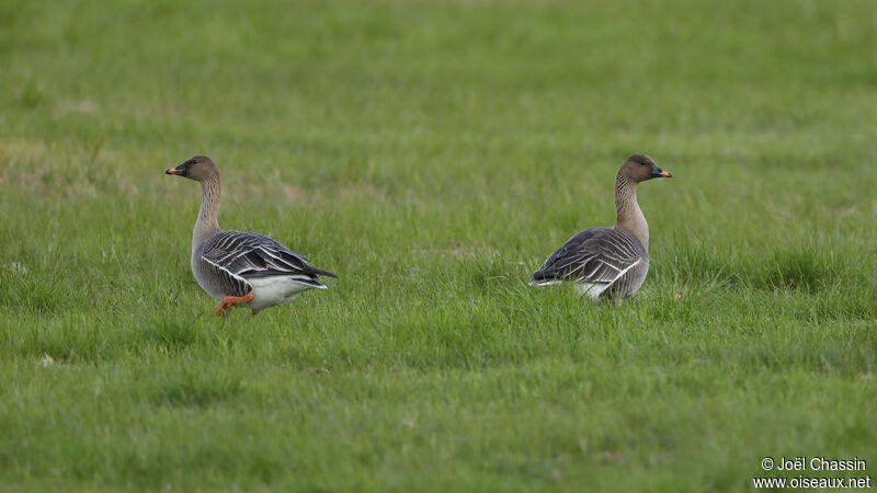 Pink-footed Gooseadult