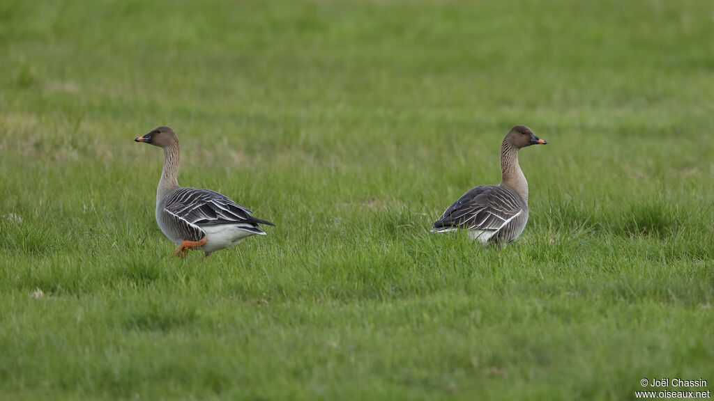 Pink-footed Gooseadult