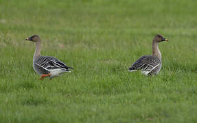 Pink-footed Goose