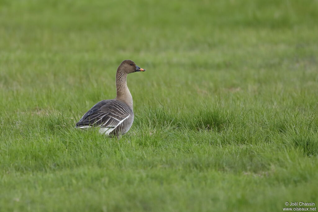 Pink-footed Goose