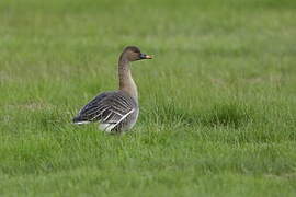 Pink-footed Goose