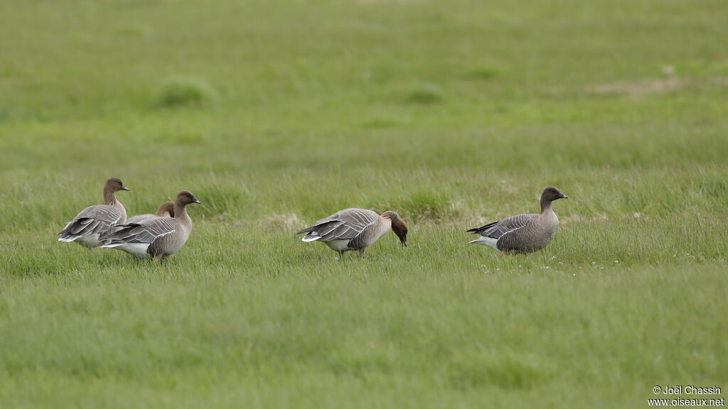 Pink-footed Goose