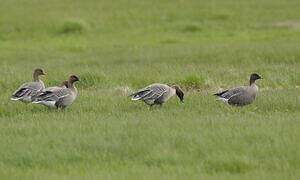 Pink-footed Goose