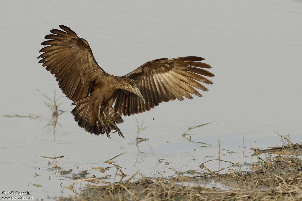 Hamerkop, identification