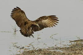 Hamerkop