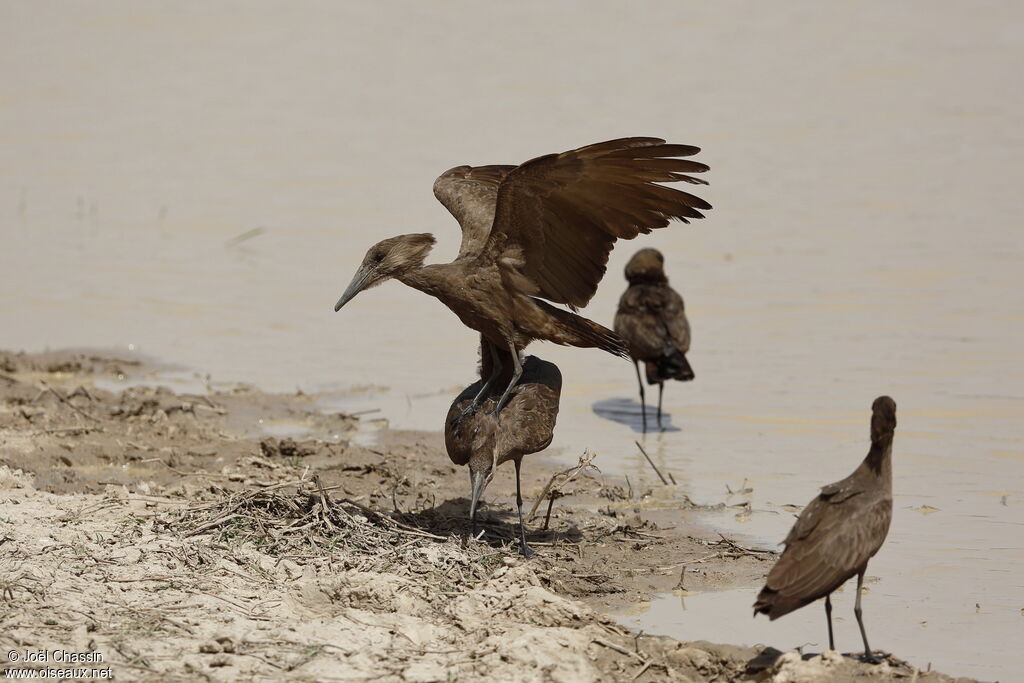 Ombrette africaine, identification