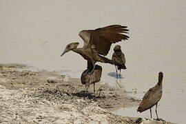 Hamerkop