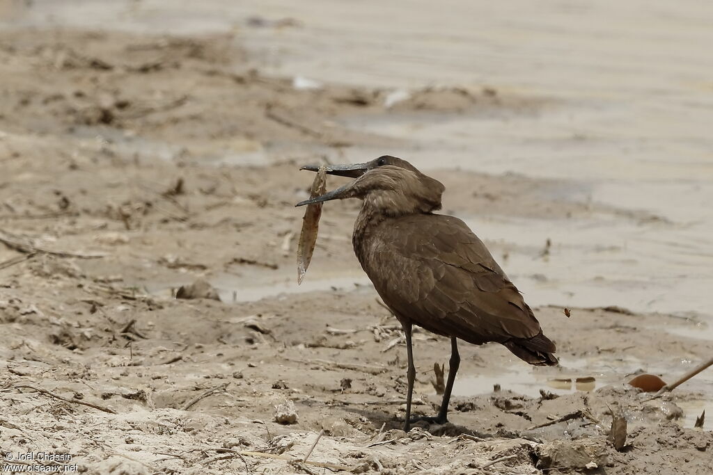 Ombrette africaine, identification