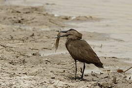 Hamerkop