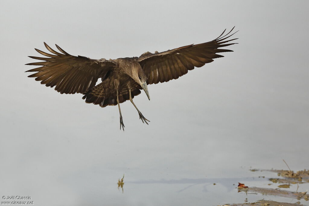 Hamerkop, identification