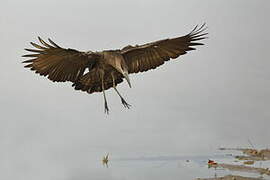 Hamerkop