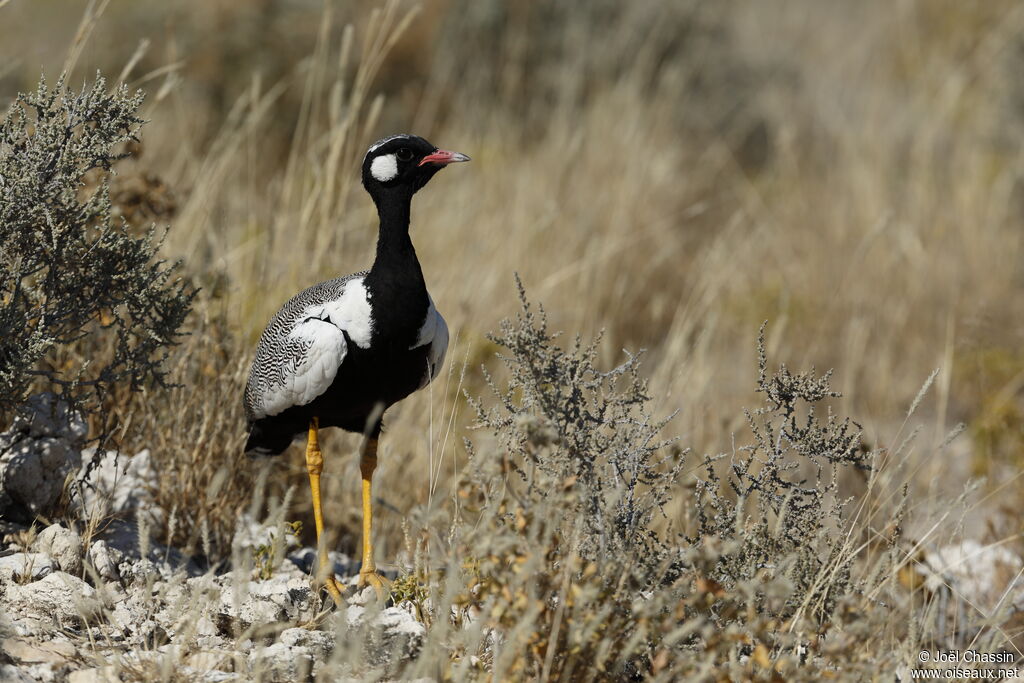 Northern Black Korhaan, identification