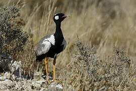 Northern Black Korhaan