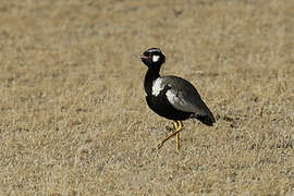 Northern Black Korhaan