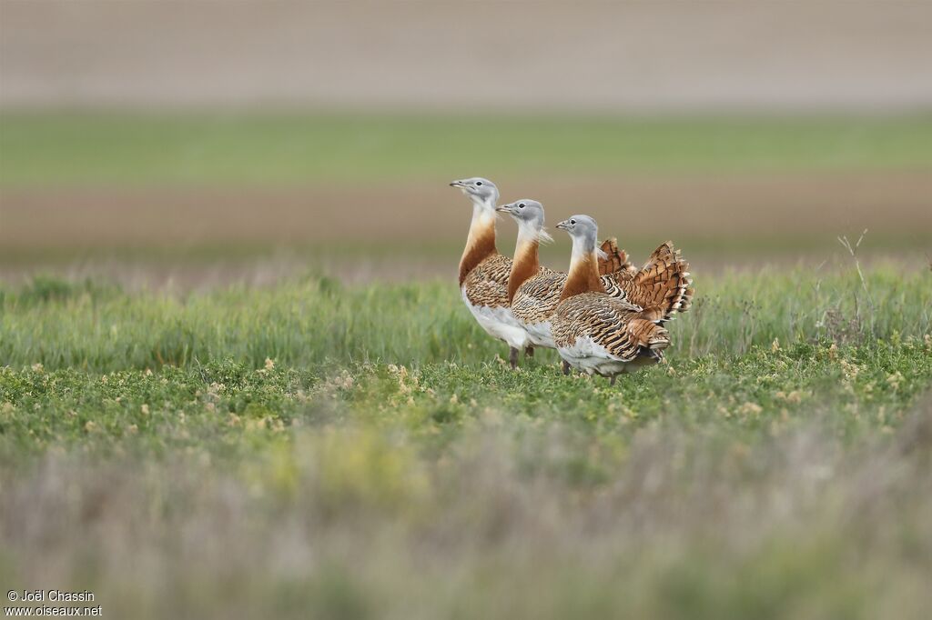 Great Bustard, walking