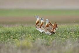 Great Bustard