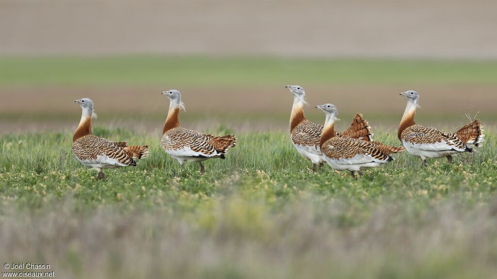 Great Bustard, walking