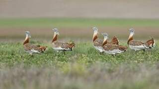 Great Bustard