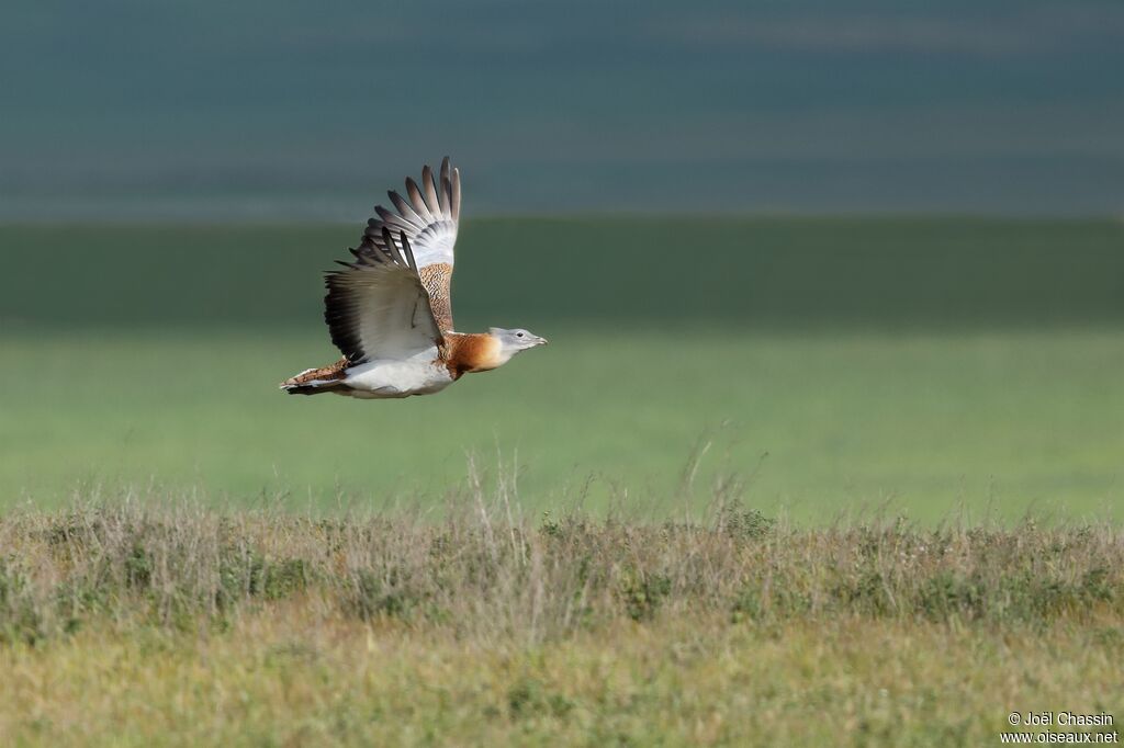 Great Bustard, Flight