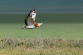 Great Bustard