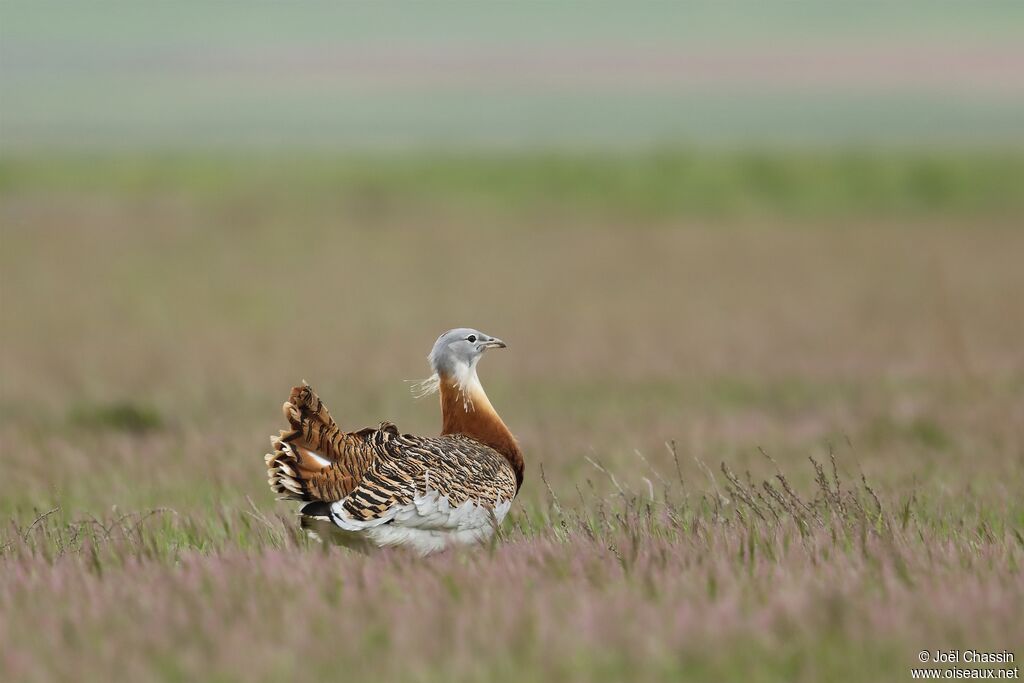 Great Bustard, identification