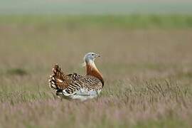 Great Bustard