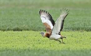 Great Bustard