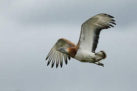 Great Bustard