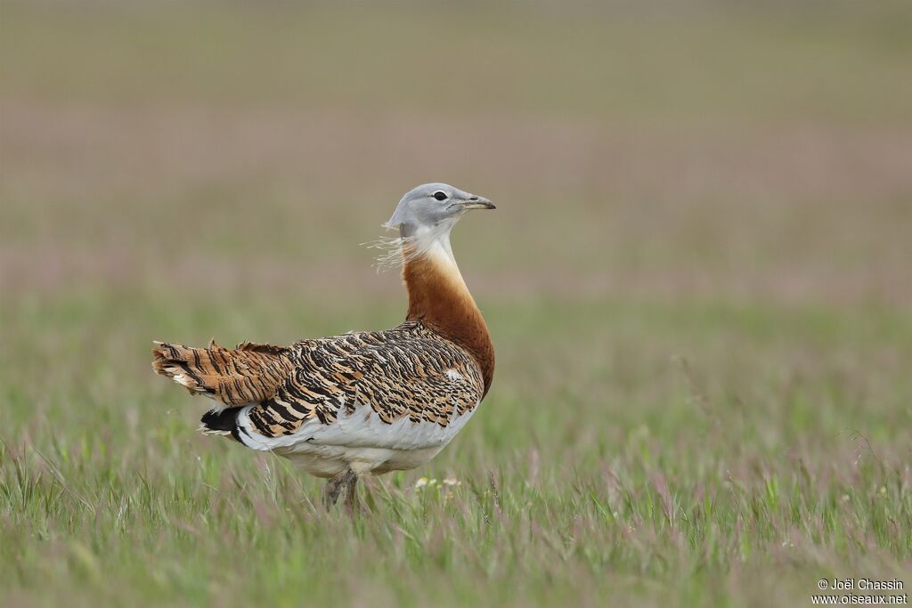 Outarde barbue, identification