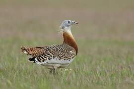 Great Bustard