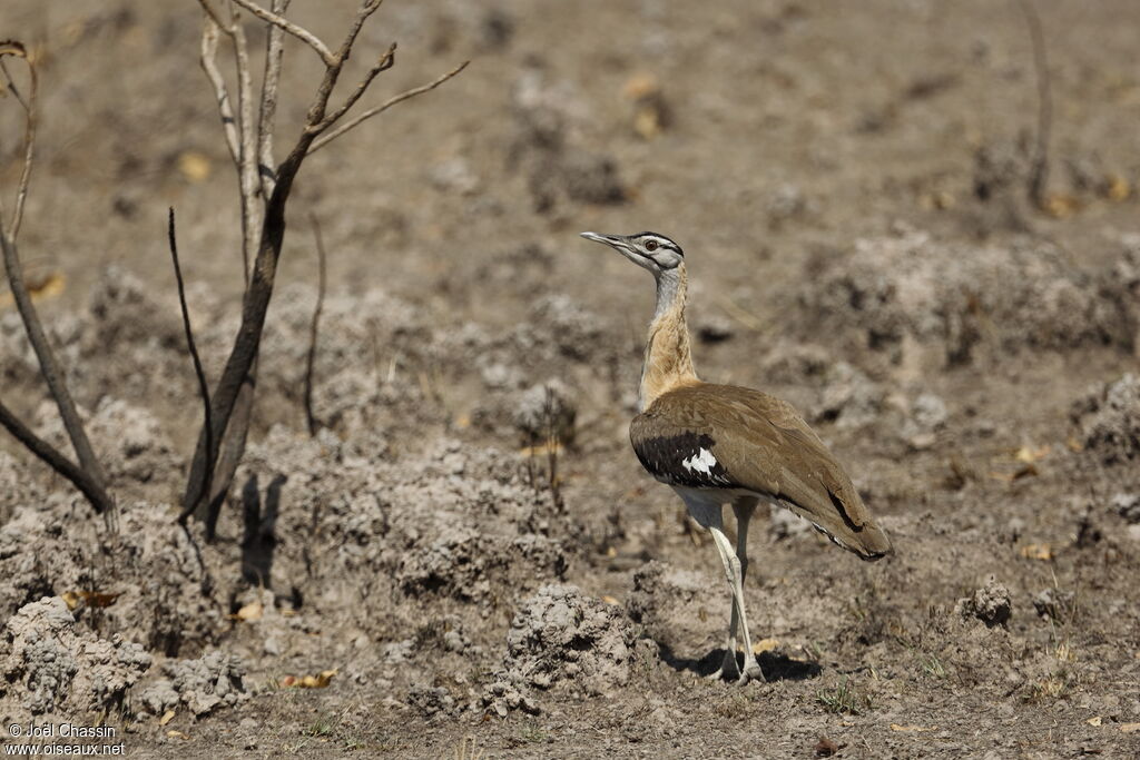 Denham's Bustard, identification