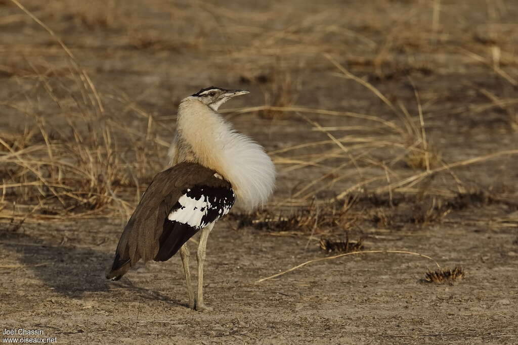 Denham's Bustard male adult breeding, courting display