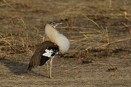 Denham's Bustard