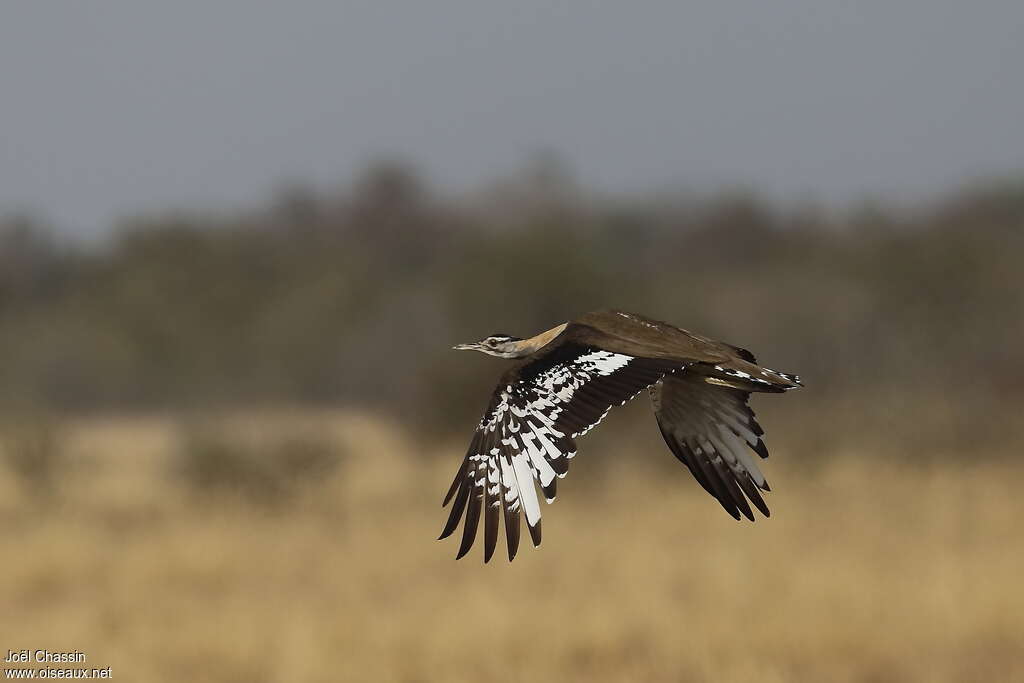 Denham's Bustardadult, Flight