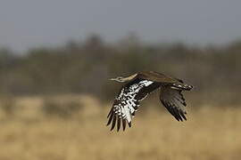 Denham's Bustard