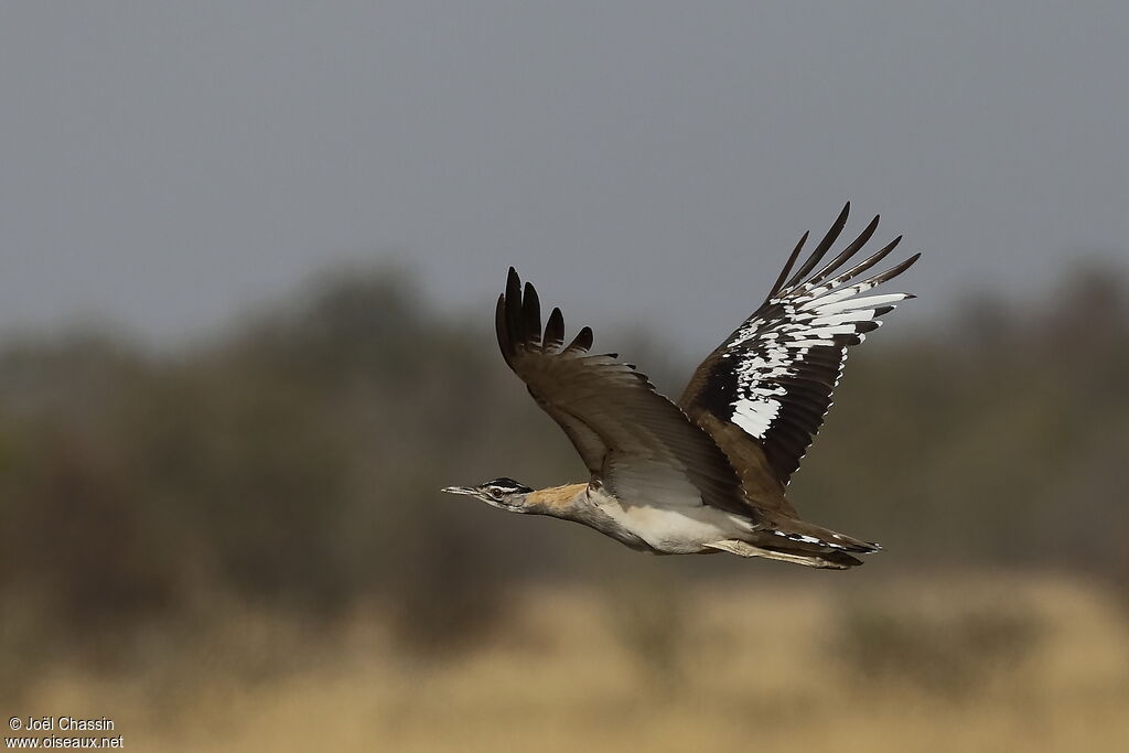 Denham's Bustard, identification