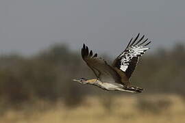 Denham's Bustard