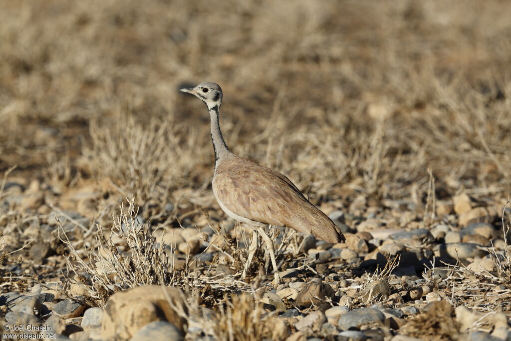 Rüppell's Korhaan, identification