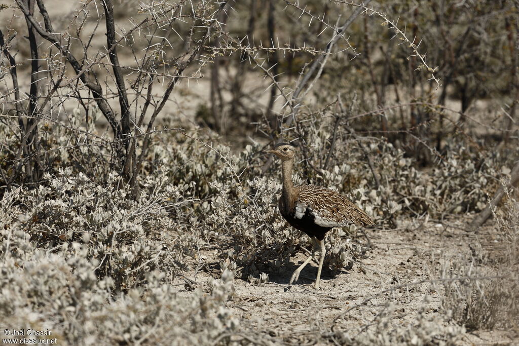 Red-crested Korhaan, identification