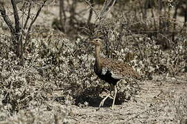 Red-crested Korhaan