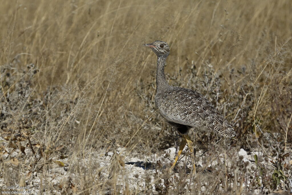 Red-crested Korhaan, identification