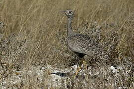 Red-crested Korhaan