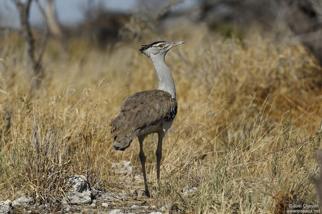 Kori Bustard