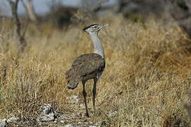 Kori Bustard